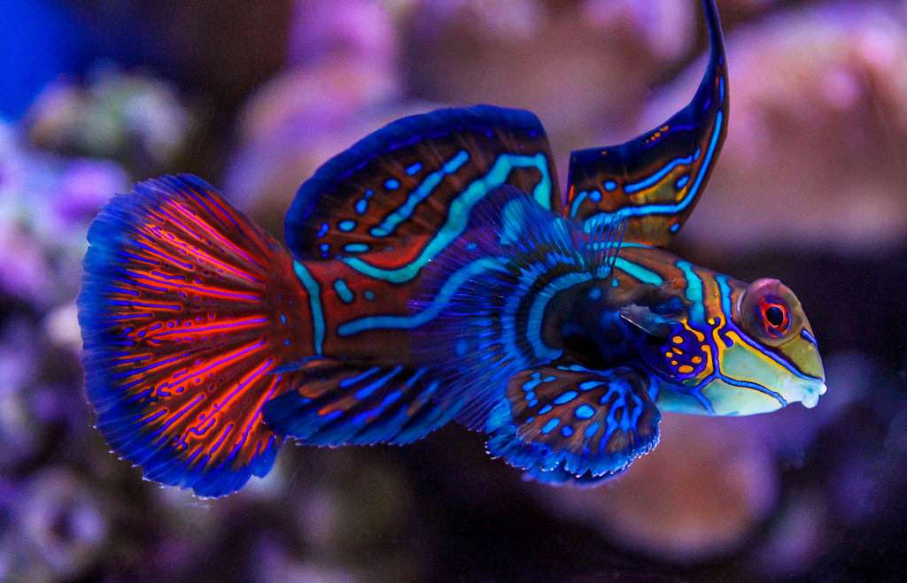 Färgglad fisk pussel på nätet