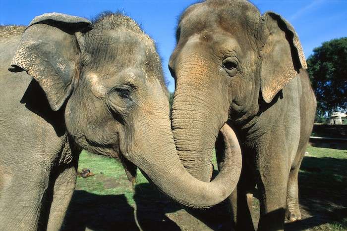 Dos elefantes rompecabezas en línea