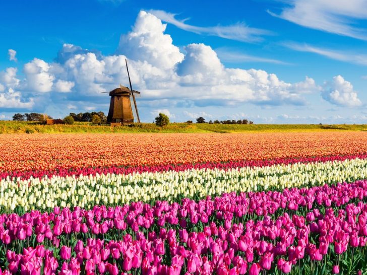 Nederländerna - fält av blommor Pussel online