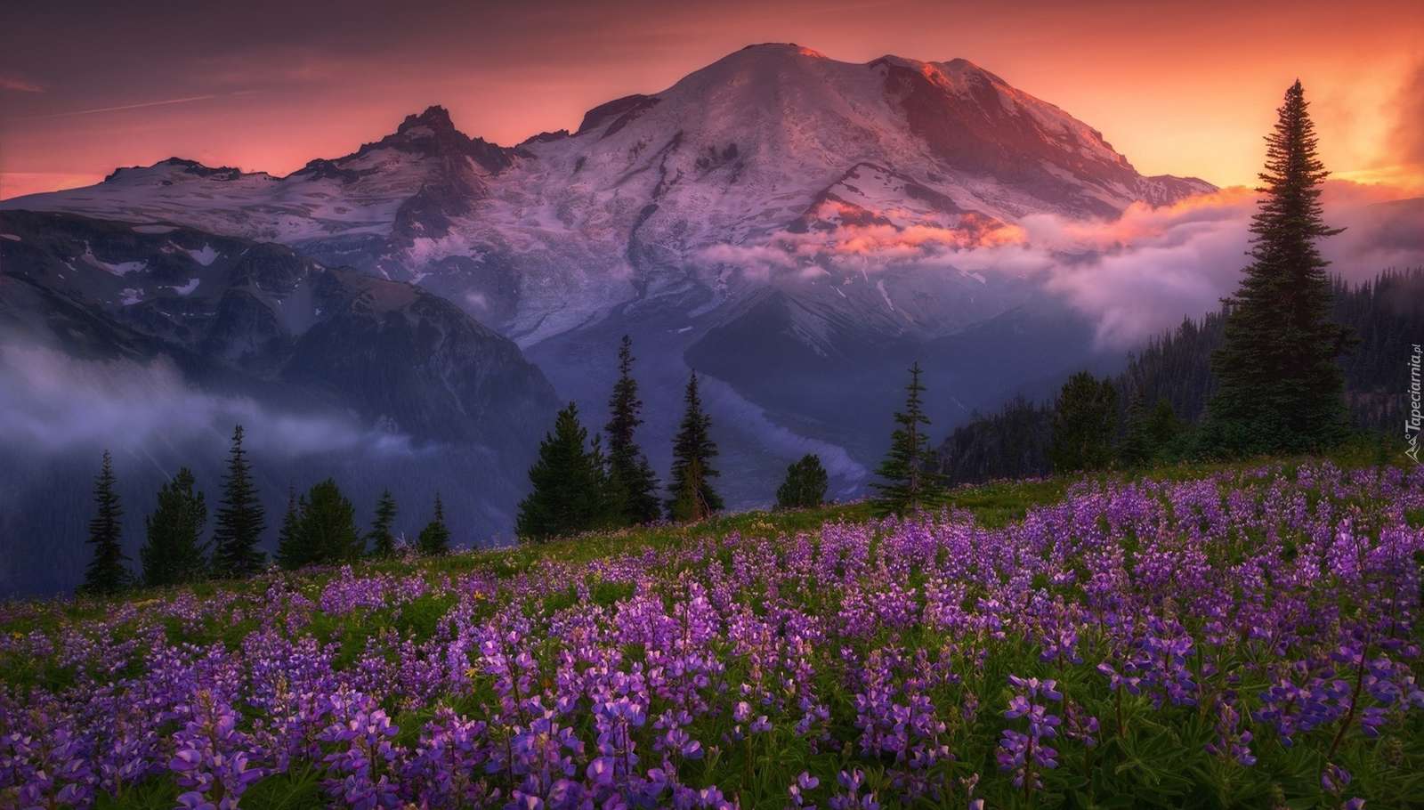 Lupine meadow in the mountains jigsaw puzzle online