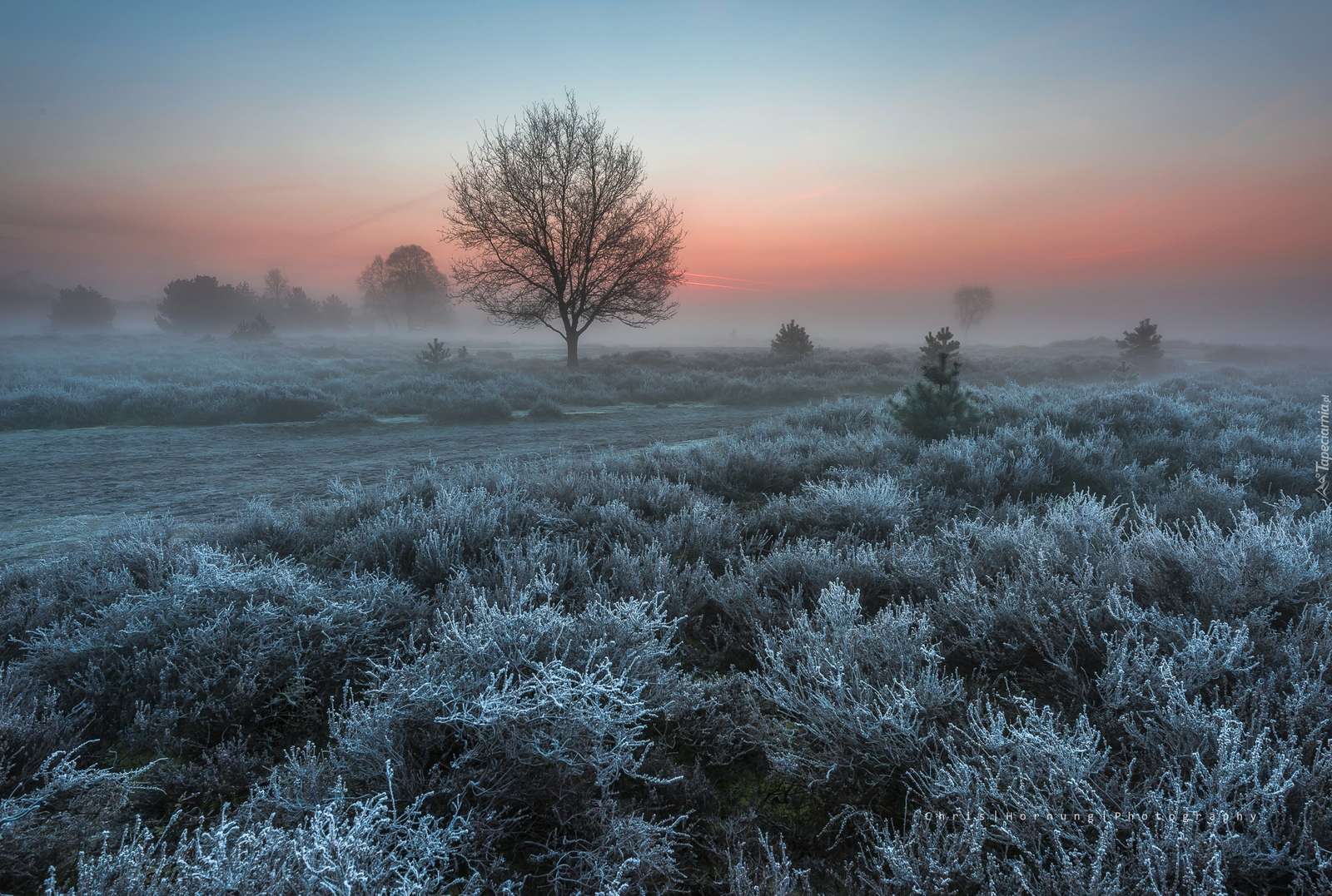 Frosted heath jigsaw puzzle online