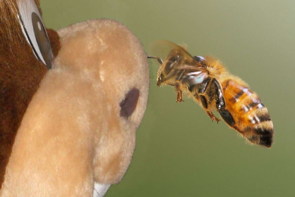 περίεργη μέλισσα παζλ online
