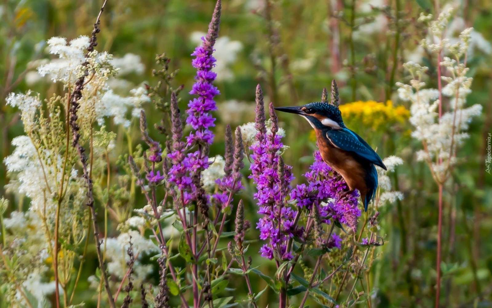 Kingfisher jigsaw puzzle online