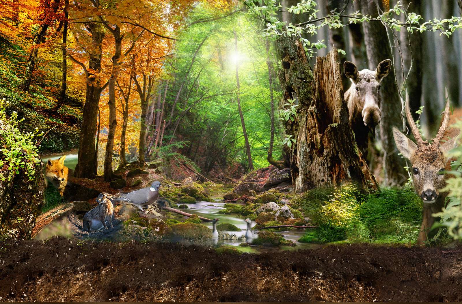 In a mysterious forest. jigsaw puzzle online