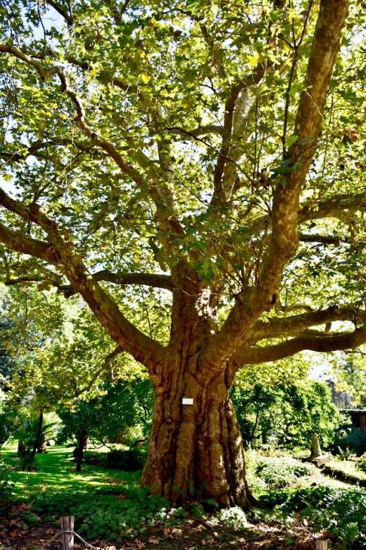 Green tree jigsaw puzzle online