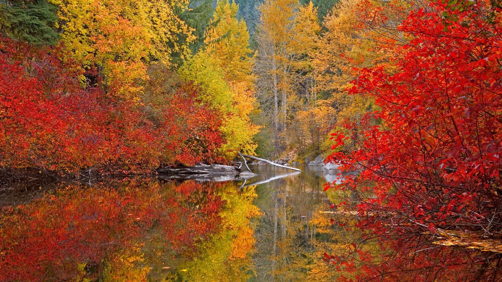 Цветна есен. цветни есенни листа онлайн пъзел