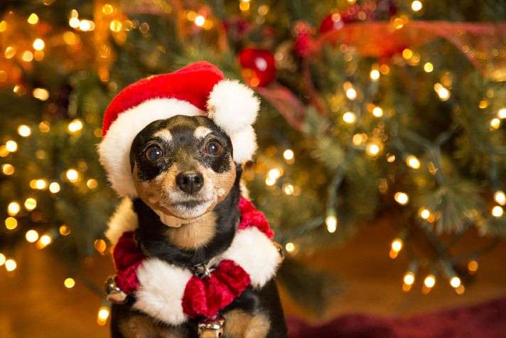 χριστουγεννιάτικο σκυλί online παζλ