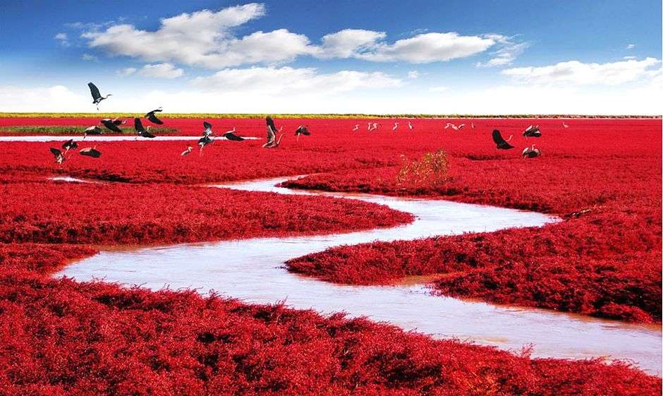 Piros strand Panjin-Kínában online puzzle