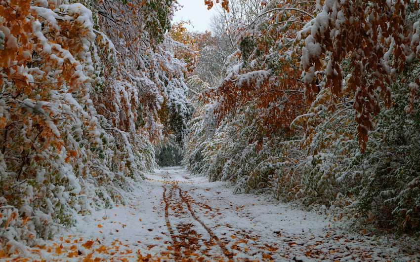 Vintern i skogen. Pussel online