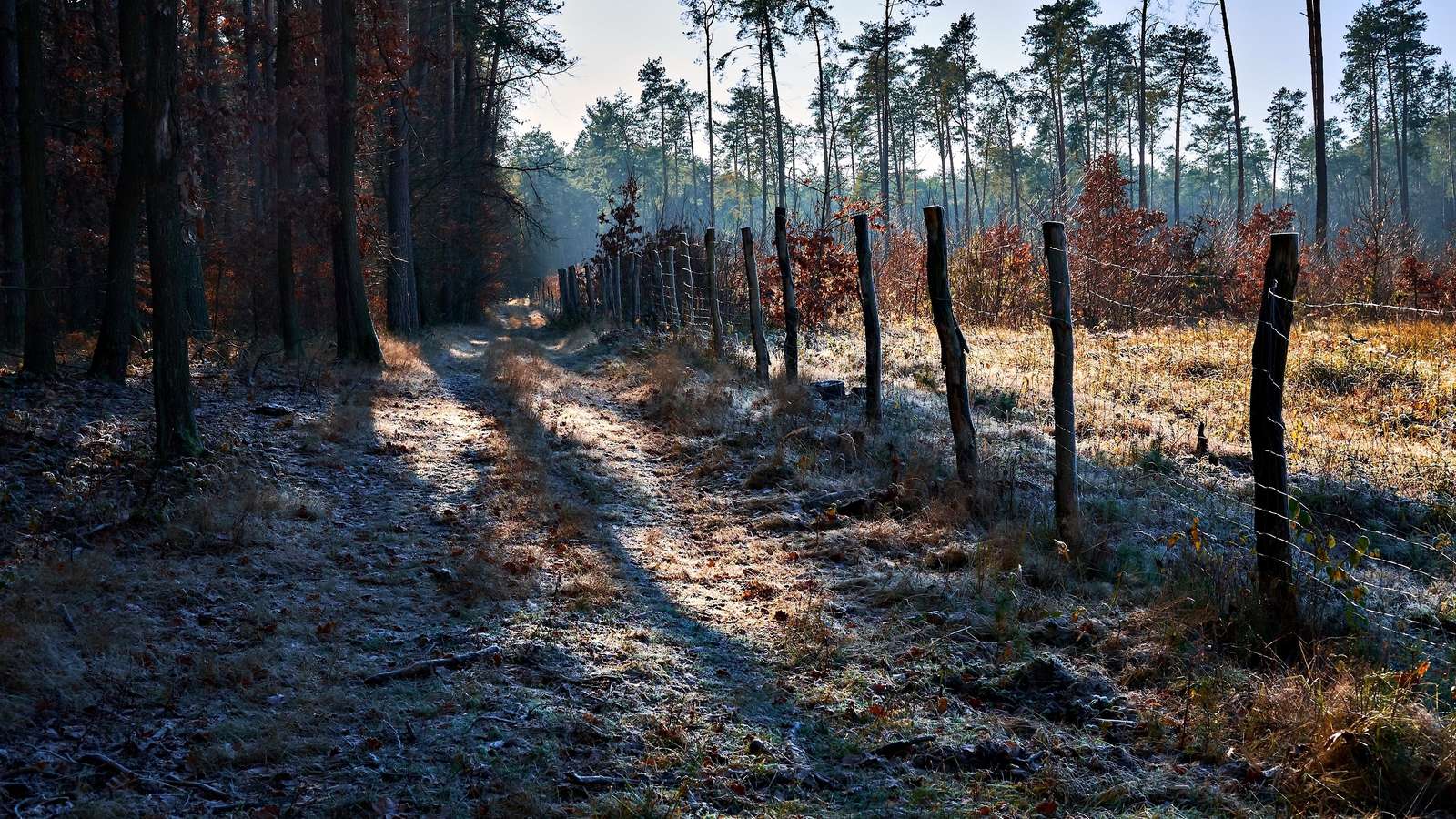 A frosted path jigsaw puzzle online