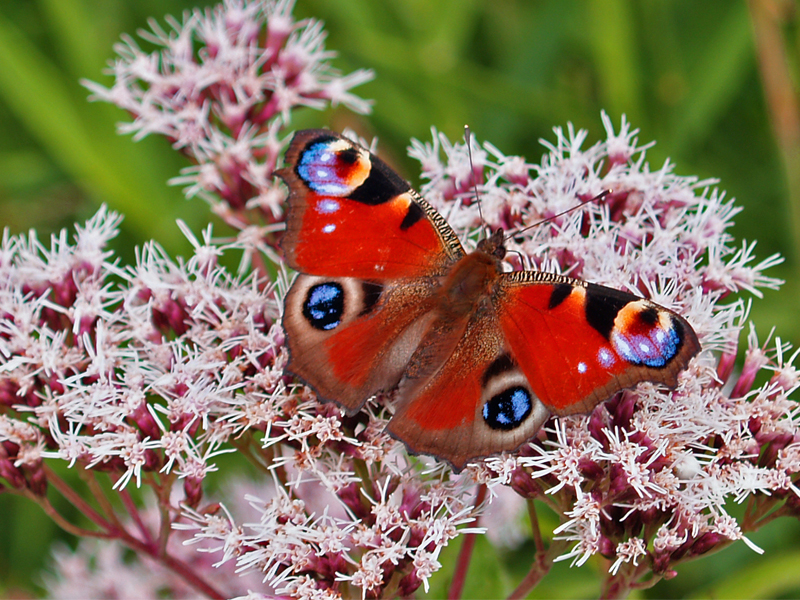 Motýla pawik skládačky online
