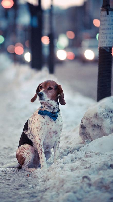 Dog in the winter snow in Lond jigsaw puzzle online