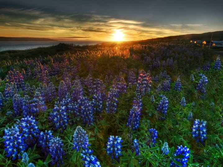 lupine meadow jigsaw puzzle online