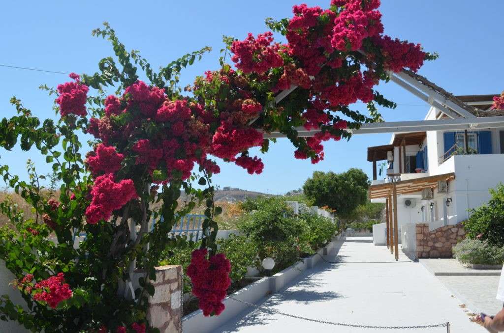 Bougenvilla στην Ελλάδα παζλ online