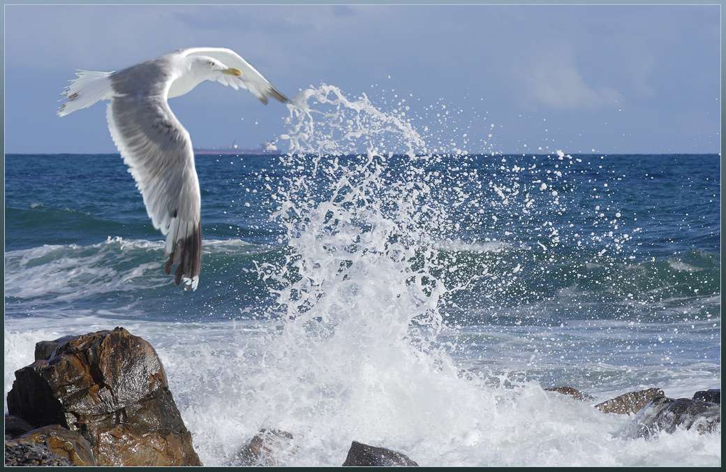 Paisagem com uma gaivota. quebra-cabeças online