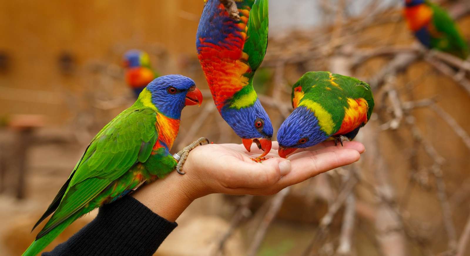papagaios coloridos quebra-cabeças online