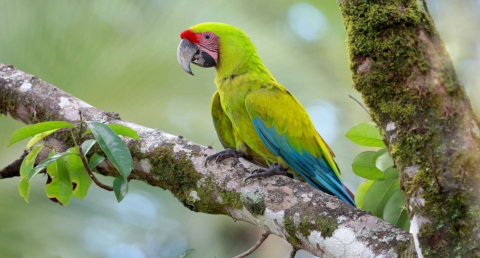 Colorful parrot jigsaw puzzle online