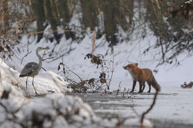 Ζώα στο δάσος του χειμώνα online παζλ