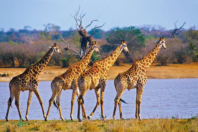 Cuatro jirafas rompecabezas en línea