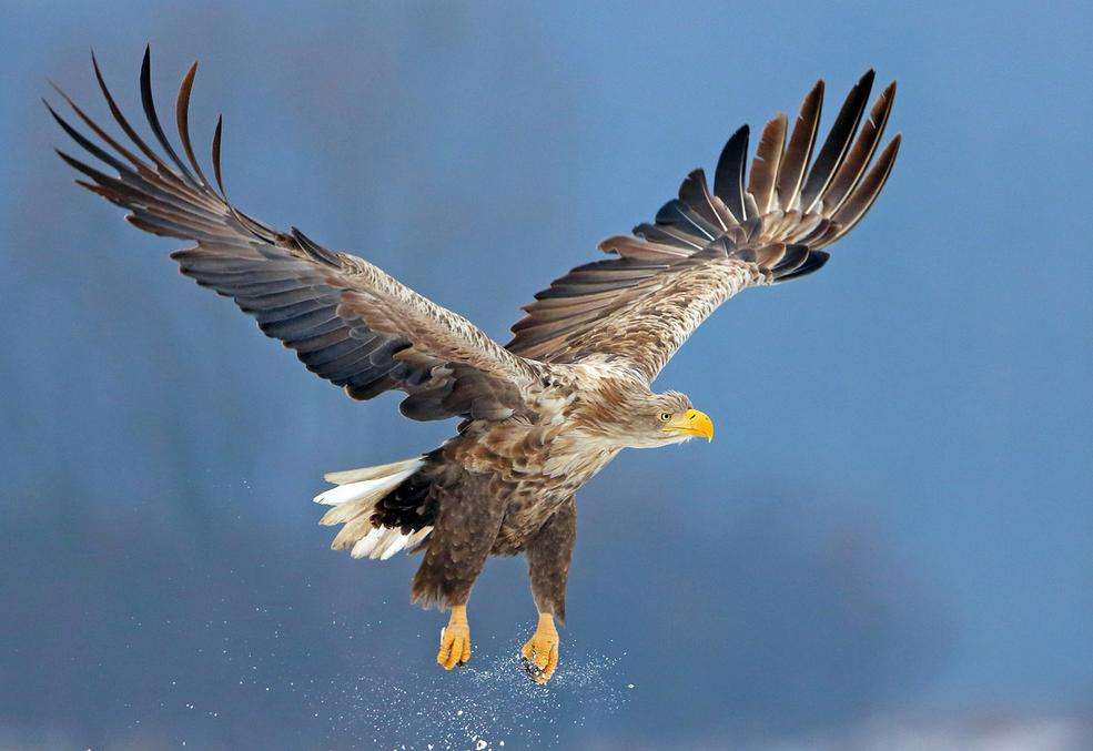 Eagle tijdens de vlucht legpuzzel online