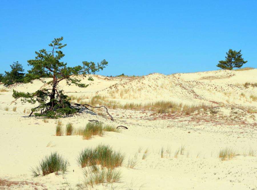 Dunes in the Łeba jigsaw puzzle online