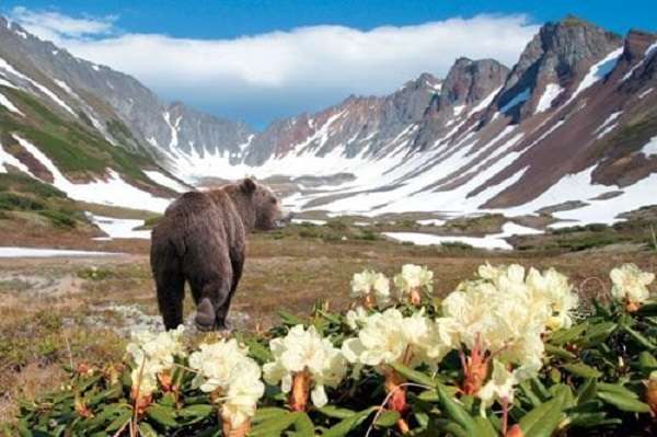 Blommor i Kamchatka. Pussel online