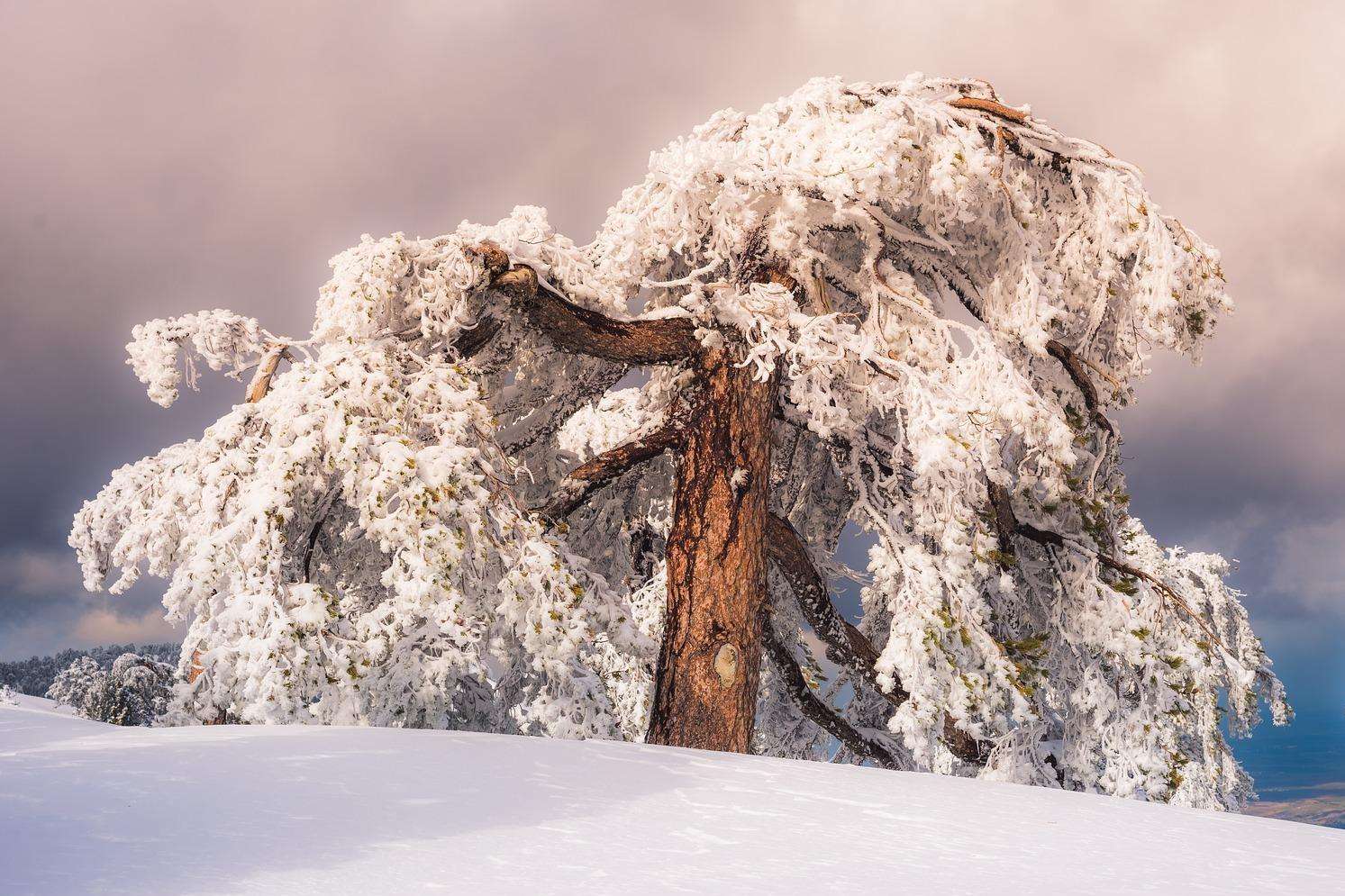 χειμερινό δέντρο παζλ online