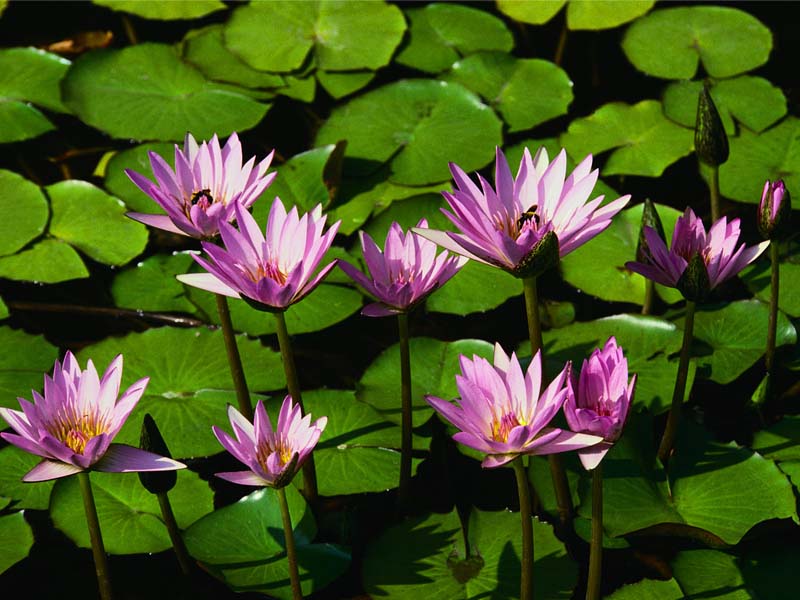 water lilies online puzzle