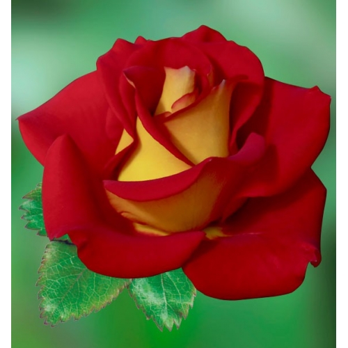Троянда - Королева троянд онлайн пазл