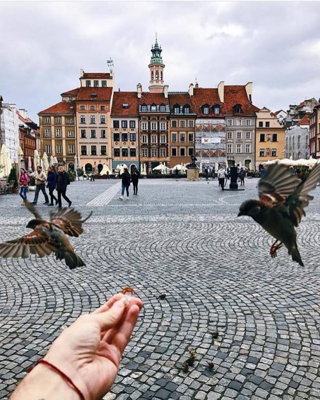 Old town and pigeon. online puzzle
