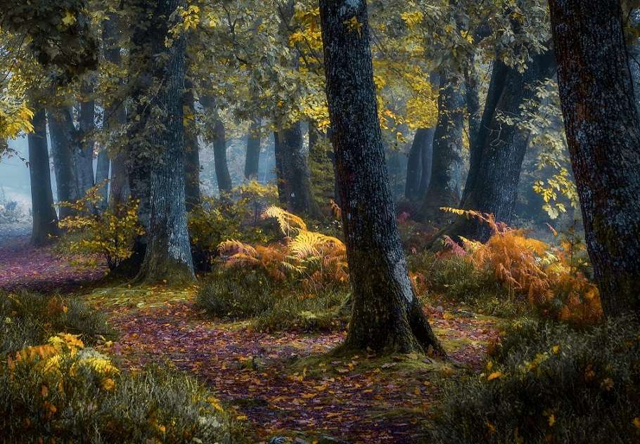 Az őszi erdőben. online puzzle