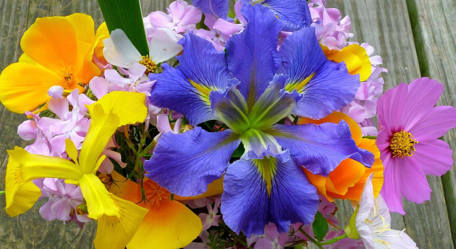 πολύχρωμα λουλούδια online παζλ