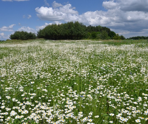 Camomile meadow. jigsaw puzzle online