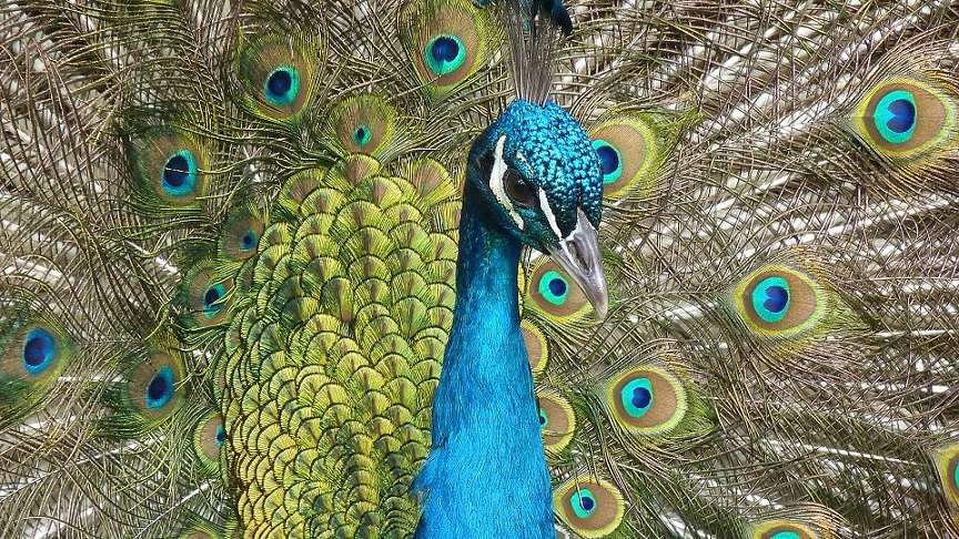 Bird. Peacock. jigsaw puzzle online