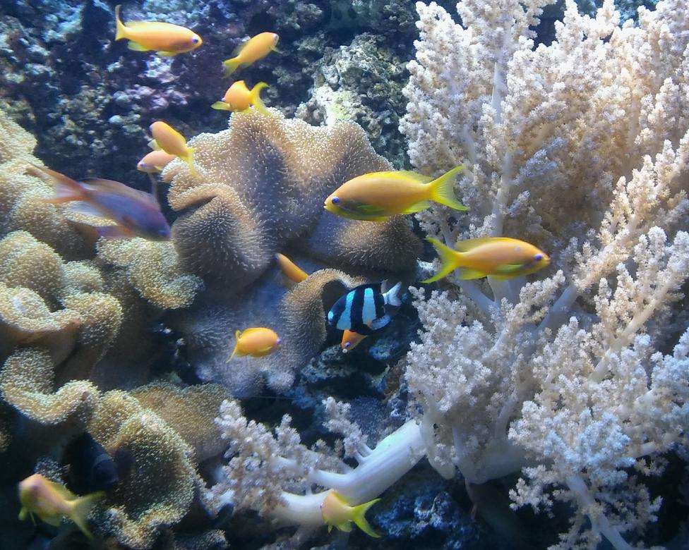 vissen in het aquarium online puzzel