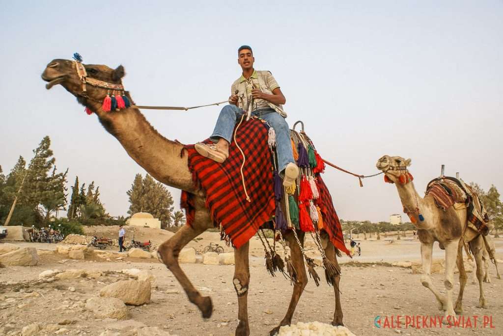 Καμήλες στην έρημο της Σαχάρας. online παζλ