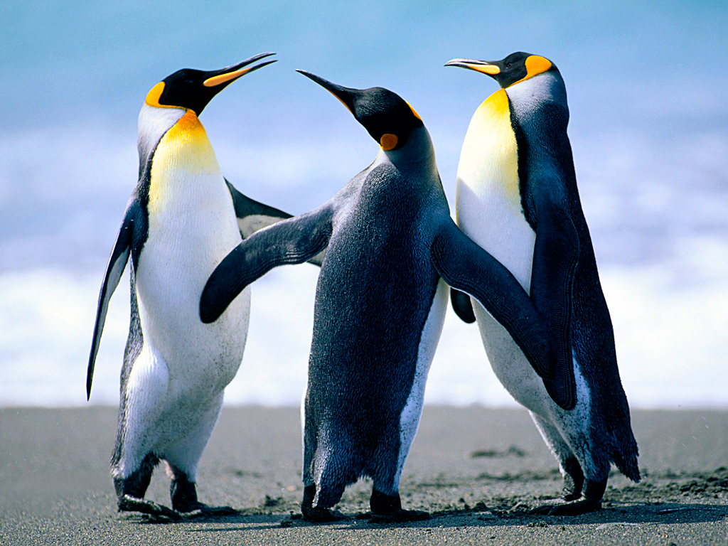Pinguïns legpuzzel online
