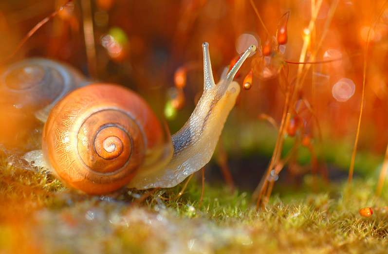 Landscape from the snail level jigsaw puzzle online