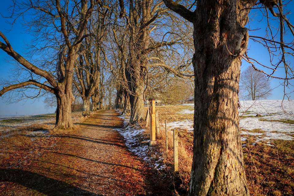 A road with a row of trees jigsaw puzzle online