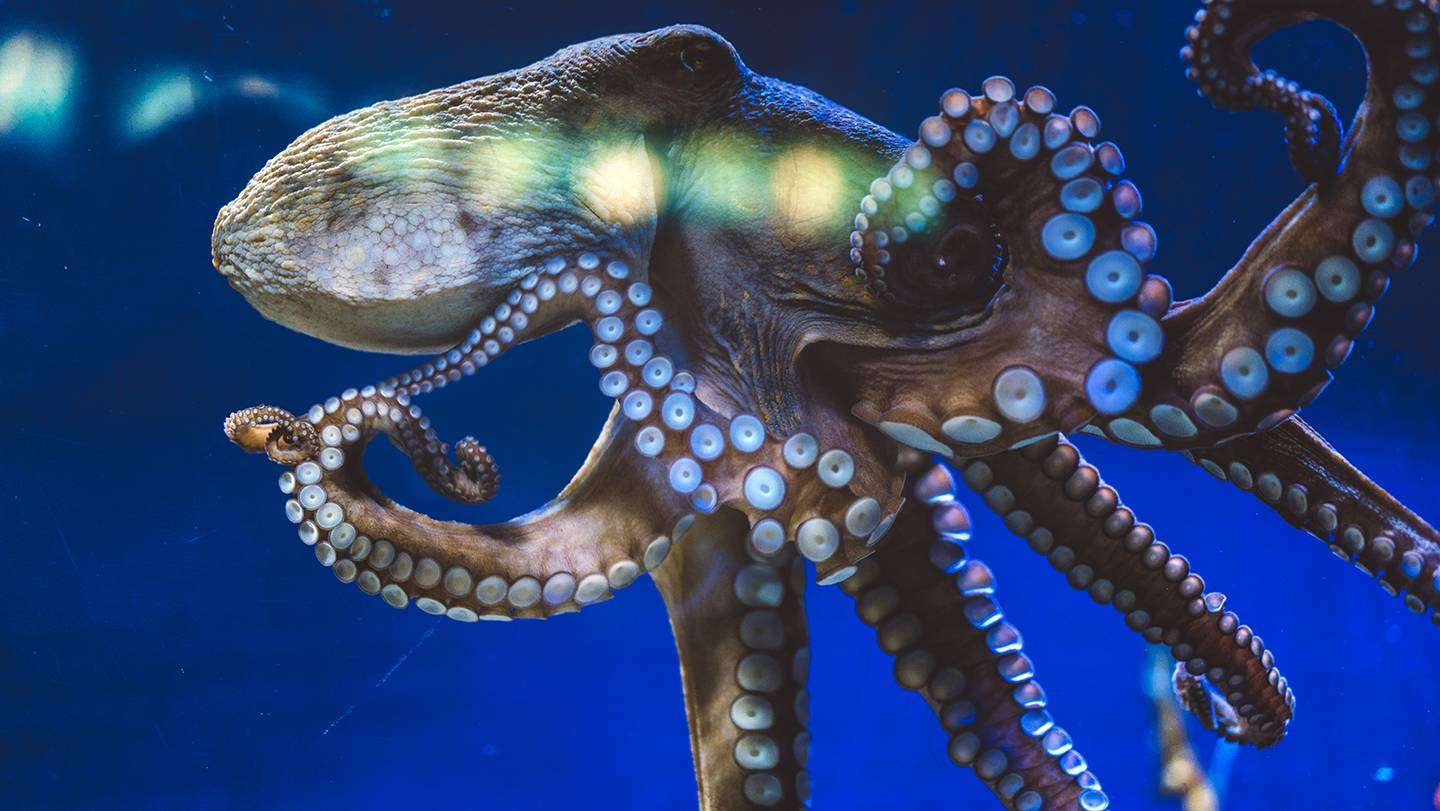 Octopus online puzzle