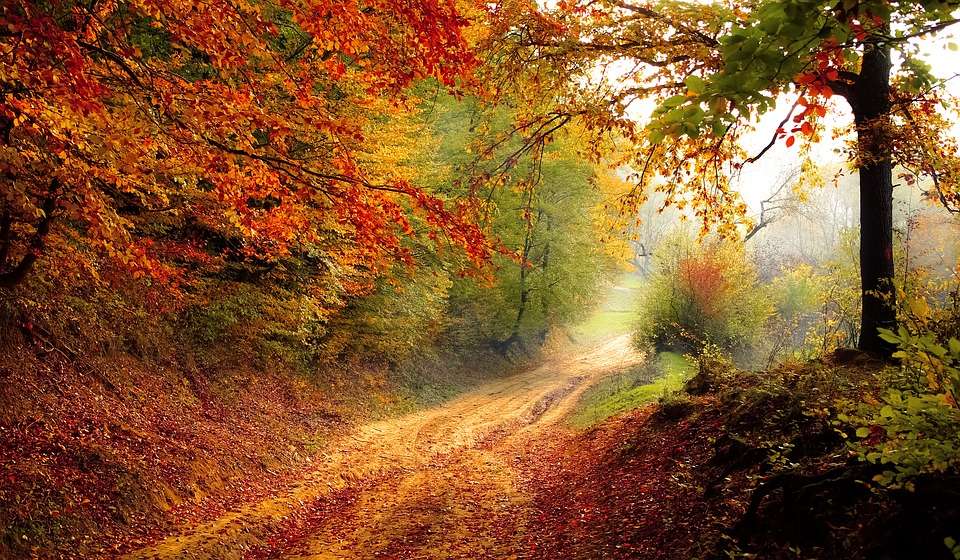 Autumn road. online puzzle