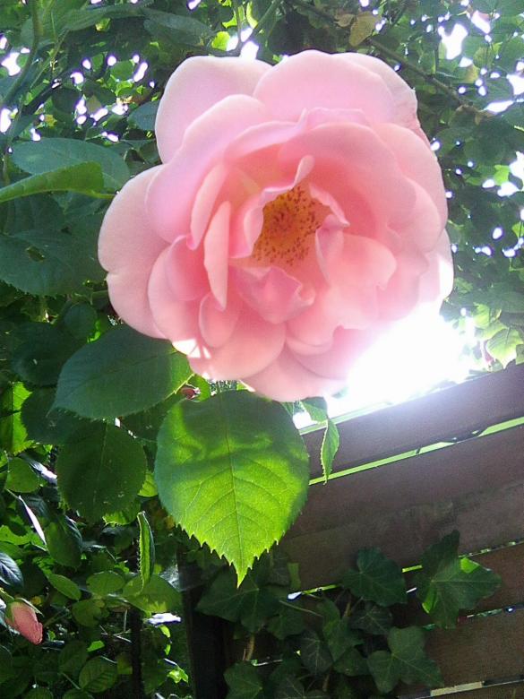 Роза в слънчев ден онлайн пъзел