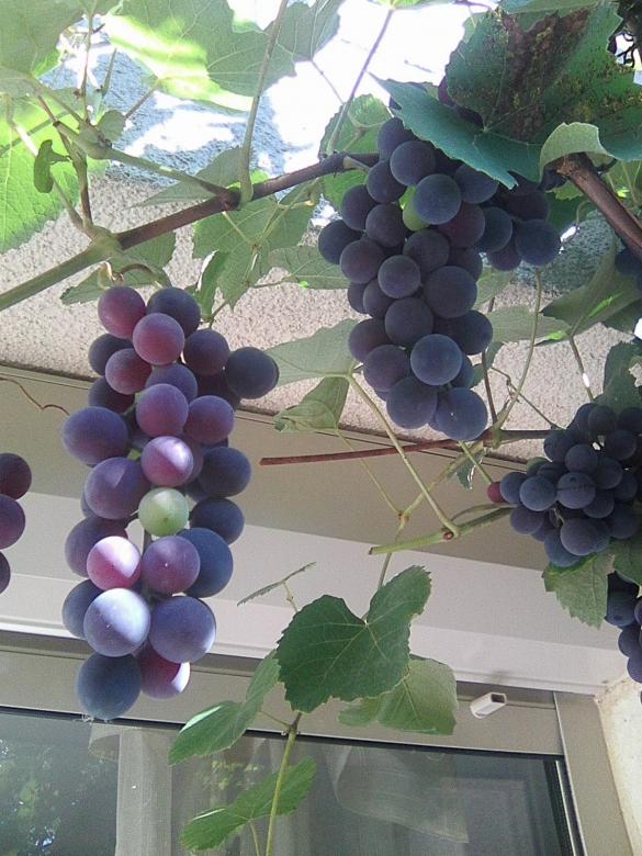 грозде онлайн пъзел