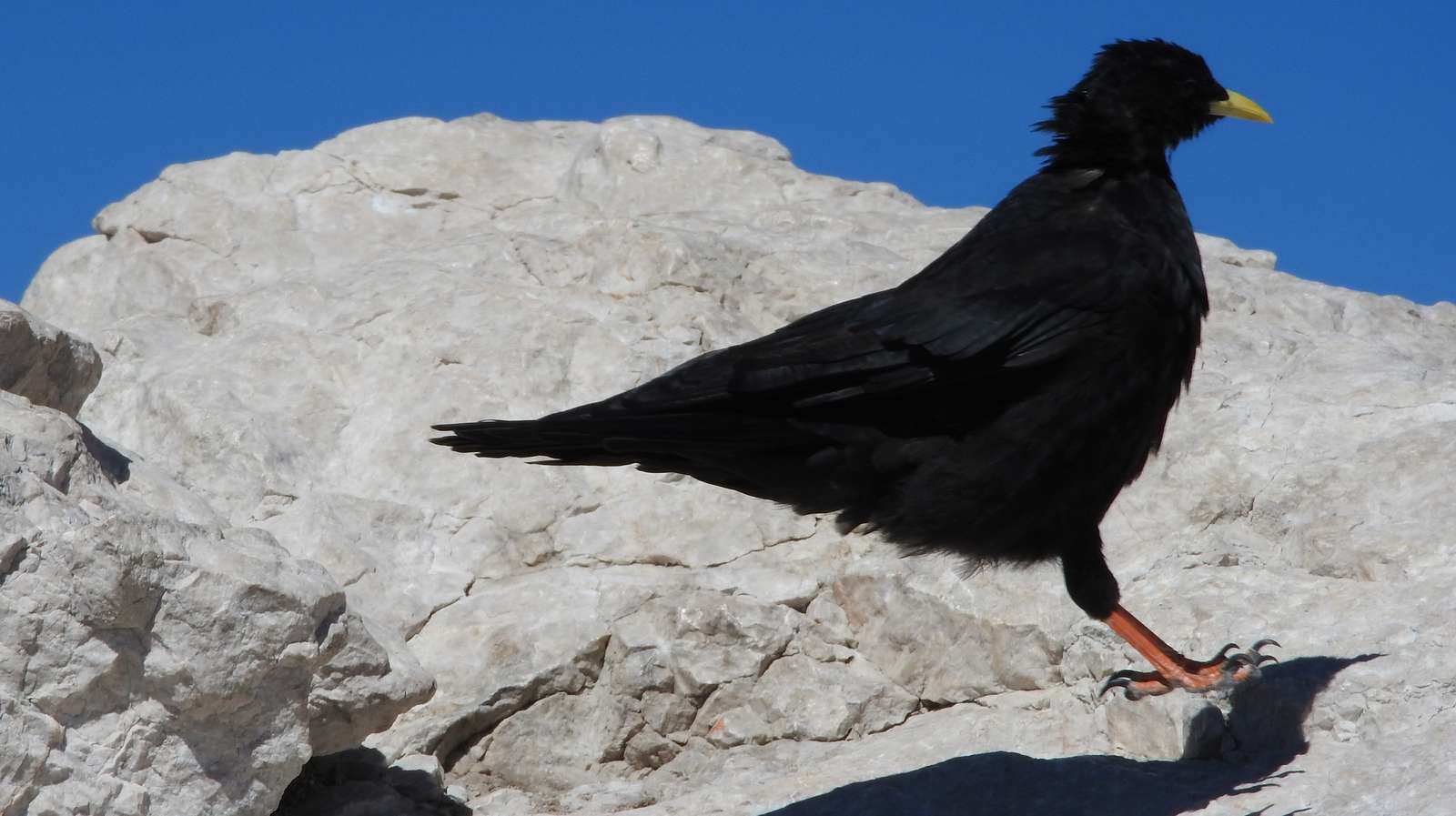 Черна врана на върха онлайн пъзел