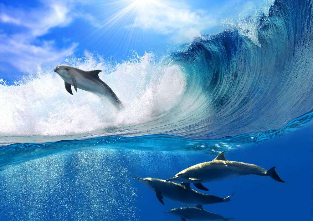 Hermosos delfines rompecabezas en línea