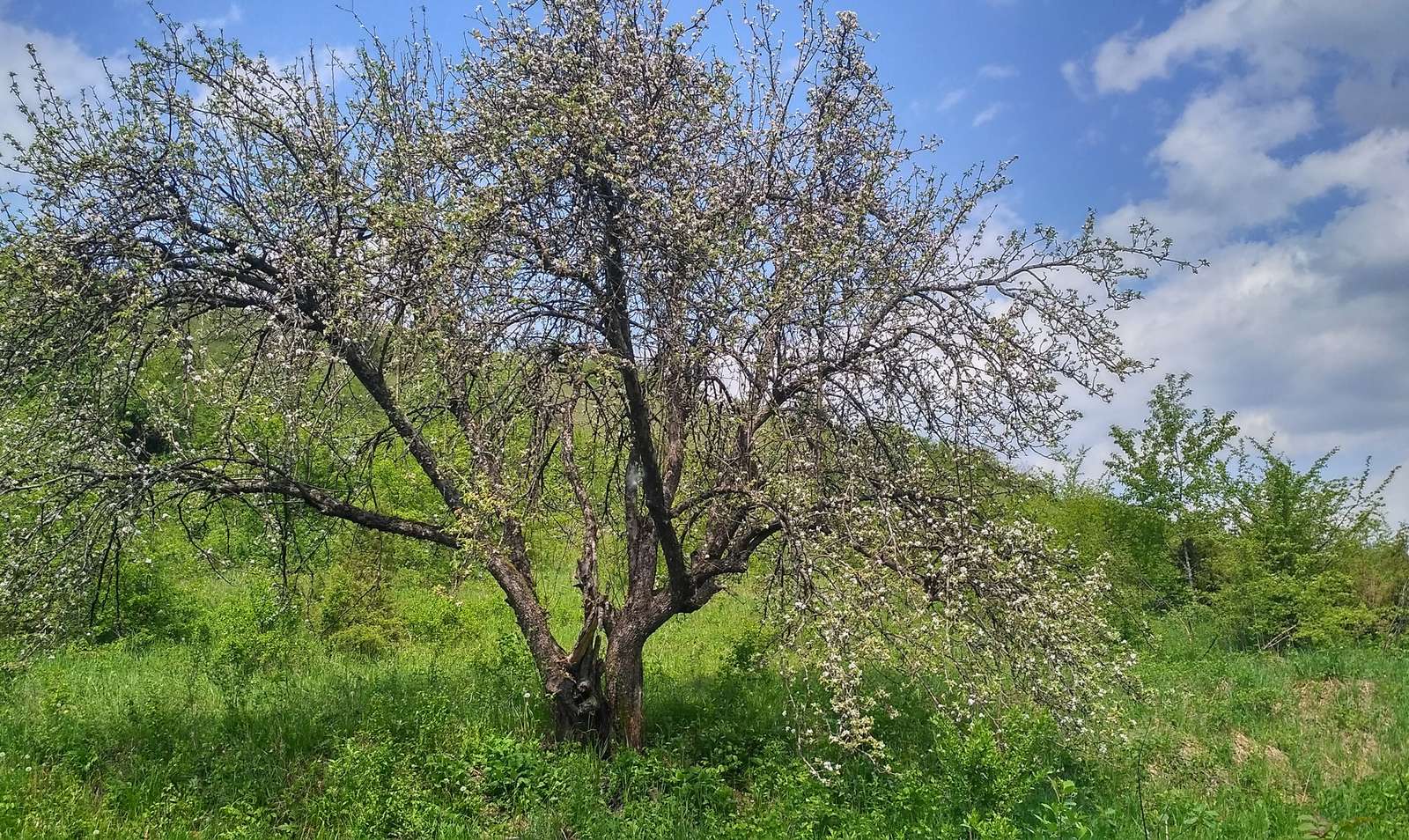 Tree in bloom jigsaw puzzle online