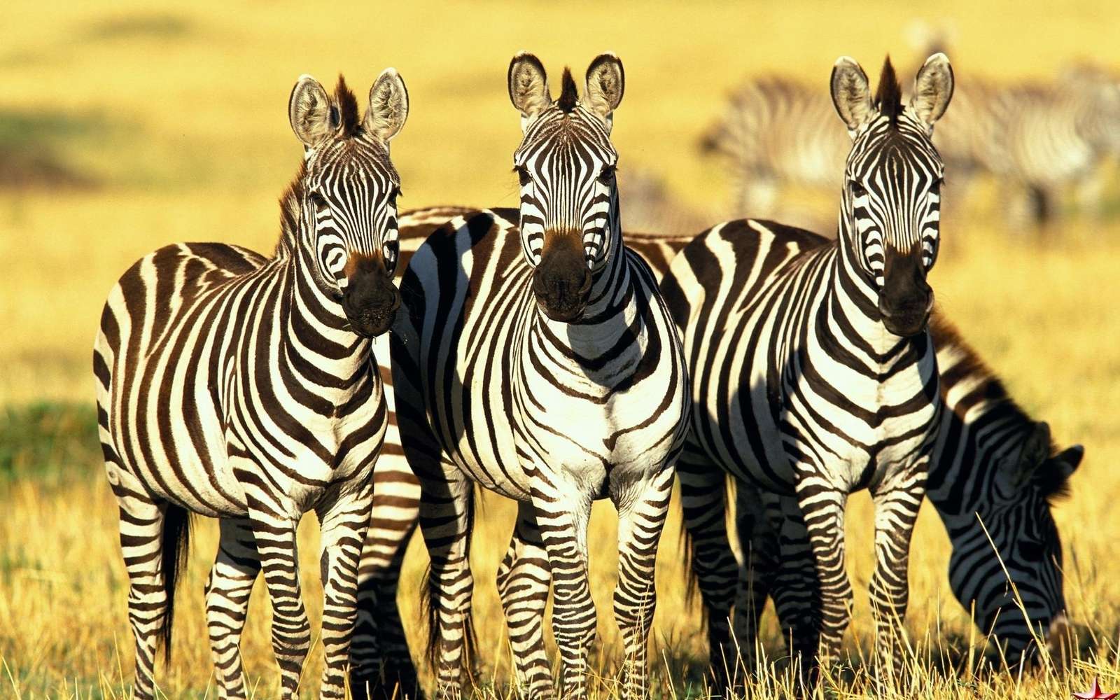 Három zebrát kirakós online