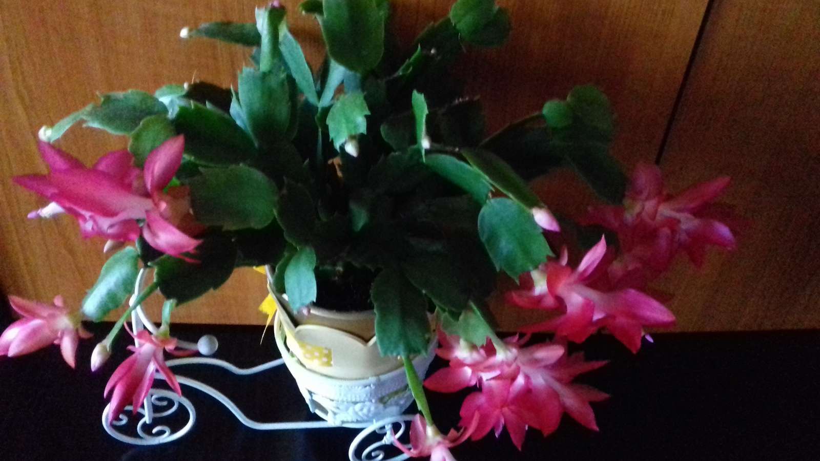 Kaktus kvetoucí skládačky online