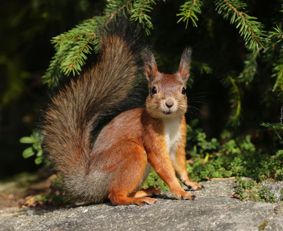Vörös mókus kirakós online