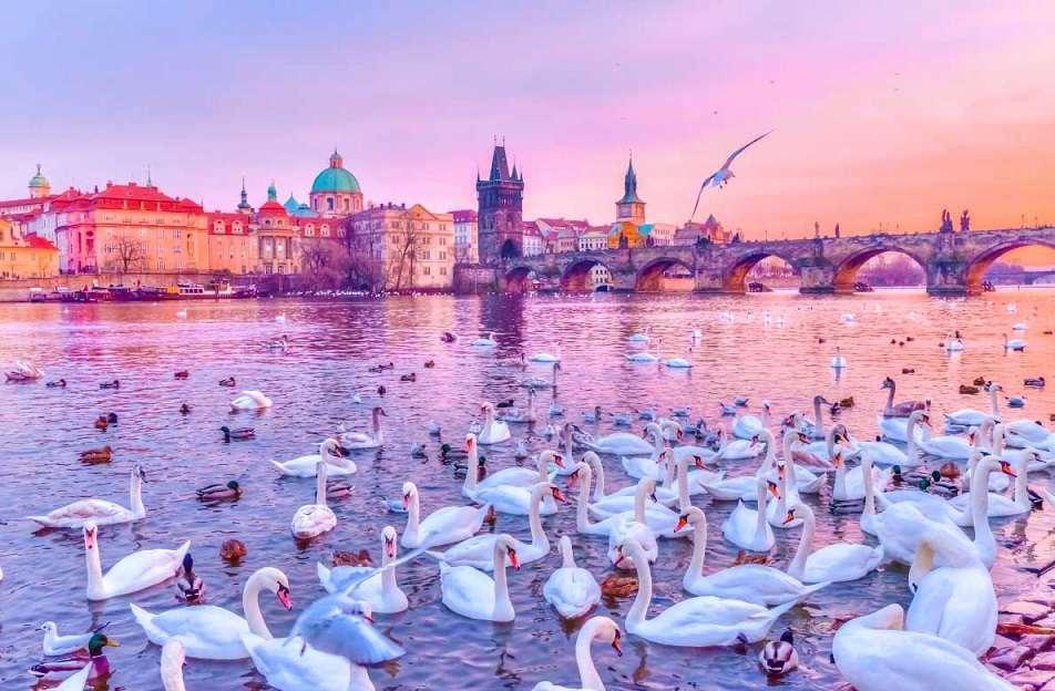 Cisnes en el Vltava. rompecabezas en línea
